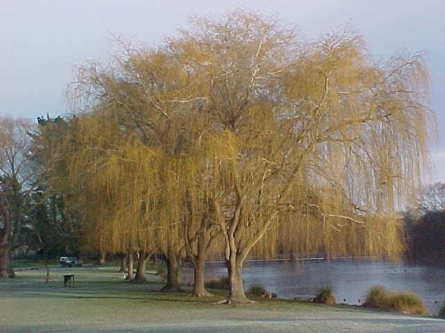Golden weeping willow (Salix x sepulchralis &#39;Chrysocoma&#39;)