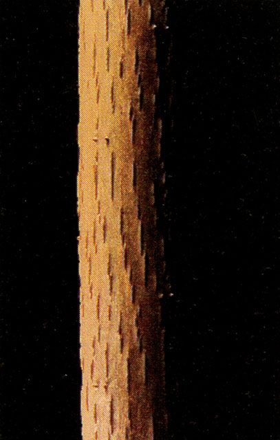 Large striations under the bark