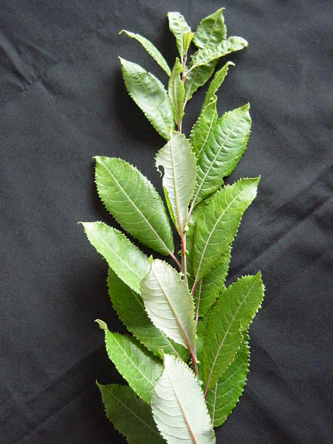 Salix aegyptica foliage