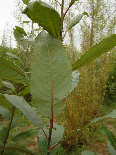 Lower side of Salix aegyptica leaf