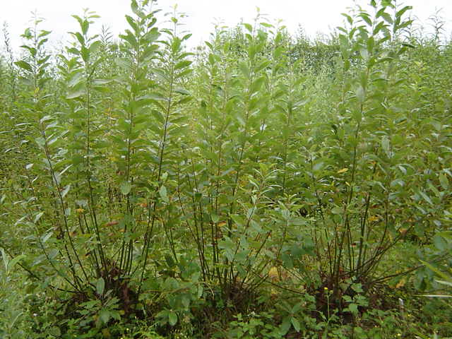 Salix aegyptica habit in the stool bed