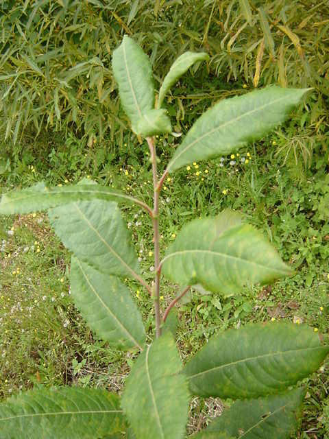 Upper side of Salix aegyptica leaf