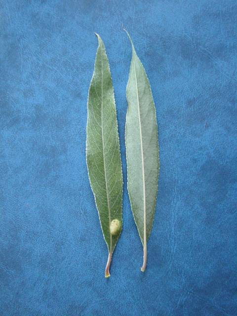 Upper (left) and lower (right) leaf surfaces of Salix alba var. argentea. Note yellow gall