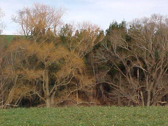 Salix alba var. vitellina (left) and Salix fragilis (right). Note difference in shoot colour.