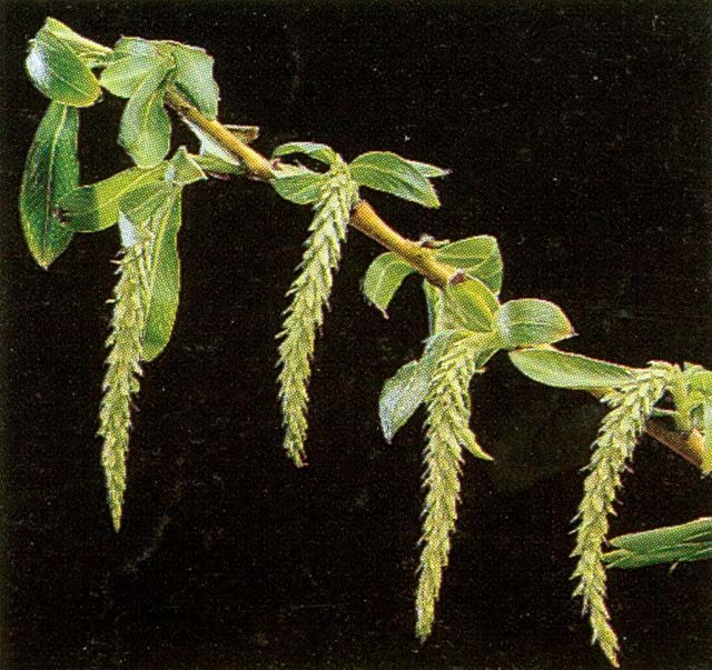 Salix alba var. vitellina catkins