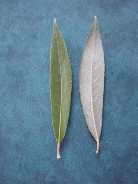 Upper (left) and lower (right) leaf surfaces of Salix alba var. vitellina