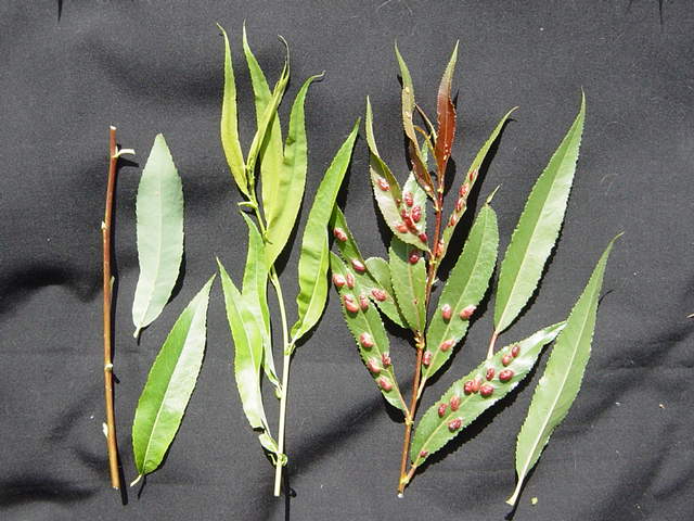 Shoot and leaf detail: Salixbabylonica (left) and Salix fragilis (right). Note differences in shoot and new leaf colour