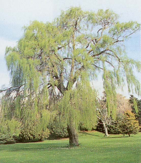 Salix babylonica habit