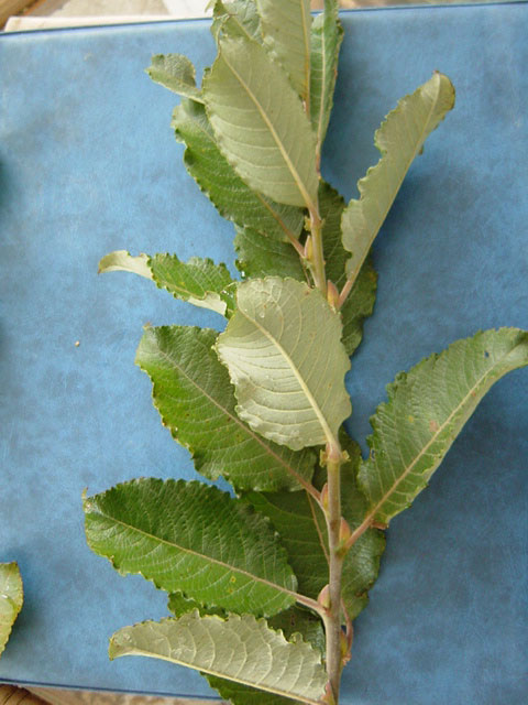 Salix caprea foliage