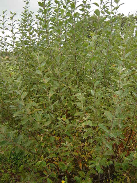 Salix caprea habit in the stool bed