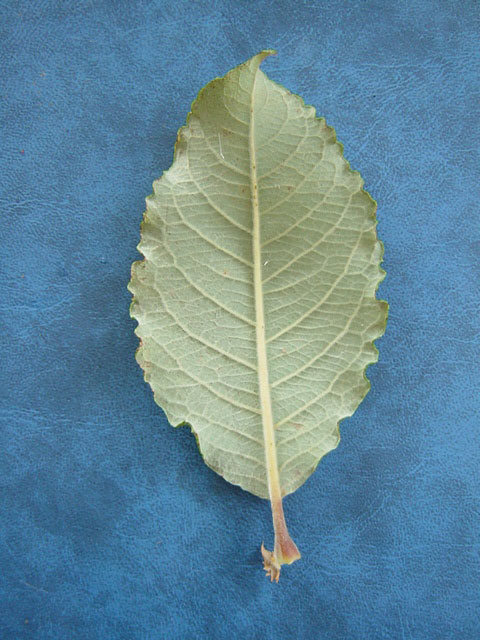 Lower side of Salix caprea leaf