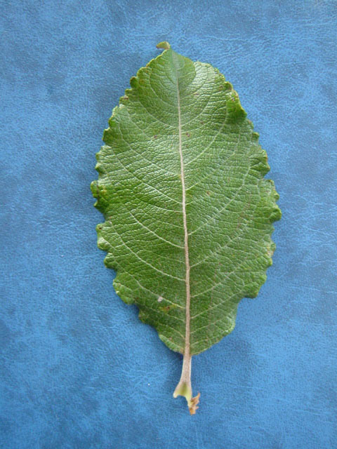 Upper side of Salix caprea leaf