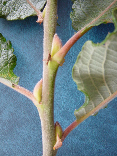 Pubescent  hairy shoot  of Salix caprea