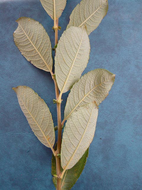 Salix cinerea var oleifolia foliage showing lower side of leaves