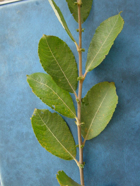 Salix cinerea var oleifolia foliage