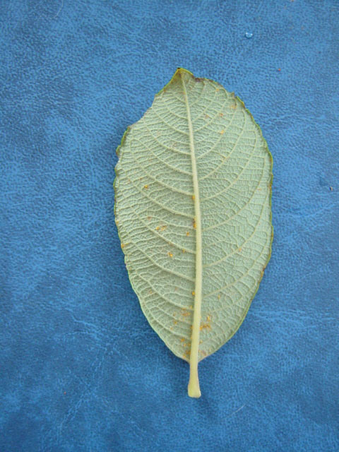 Salix cinerea var oleifolia - lower side of leaf