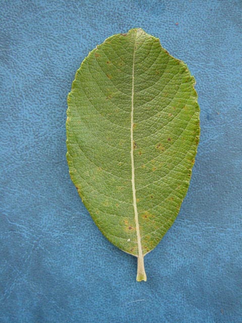 Salix cinerea var oleifolia - upper side of leaf