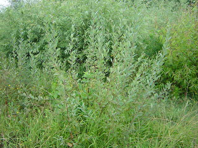 Salix cinerea var oleifolia habit in the stool bed