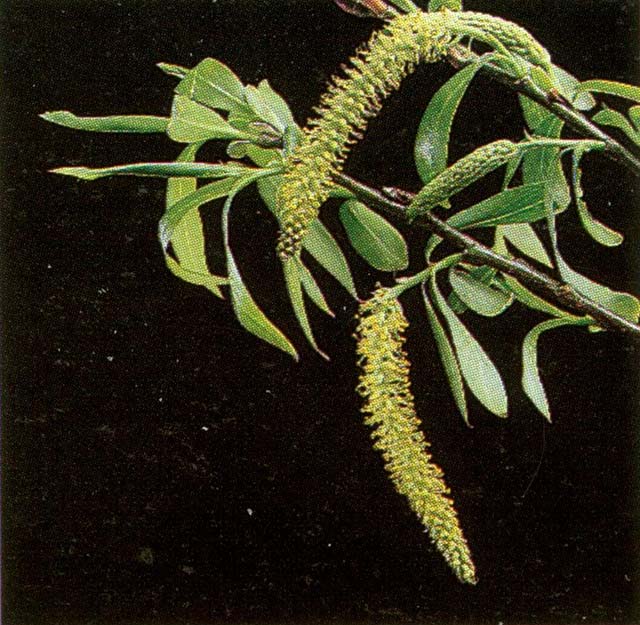 Salix fragilis