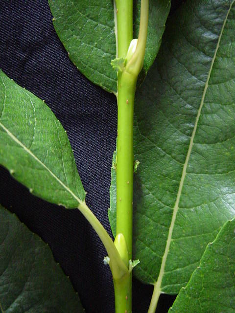 Salix glaucophylloides  foliage - close up showing stem and buds