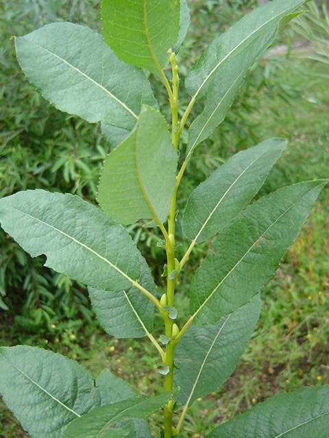 Salix glaucophylloides foliage