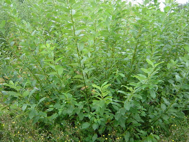 Salix glaucophylloides in the stool bed