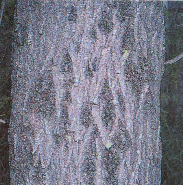 Salix matsudana bark