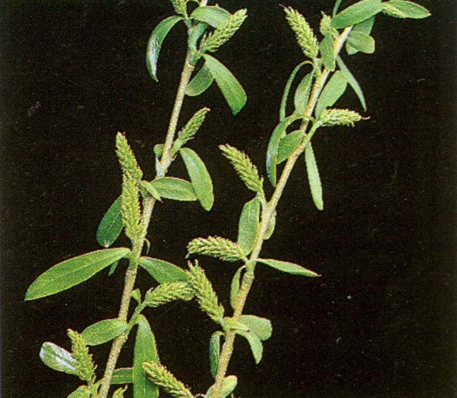 Salix matsudana catkins