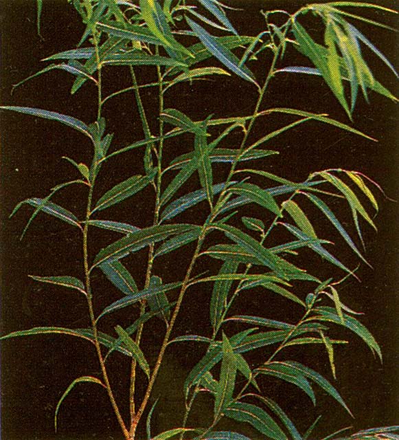 Salix matsudana shoots