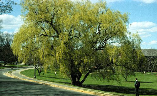 Salix x blanda habit