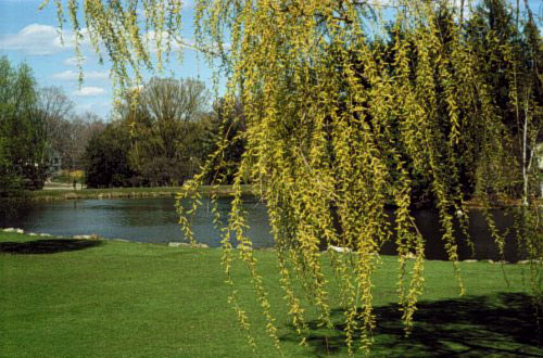 Salix x blanda female catkins