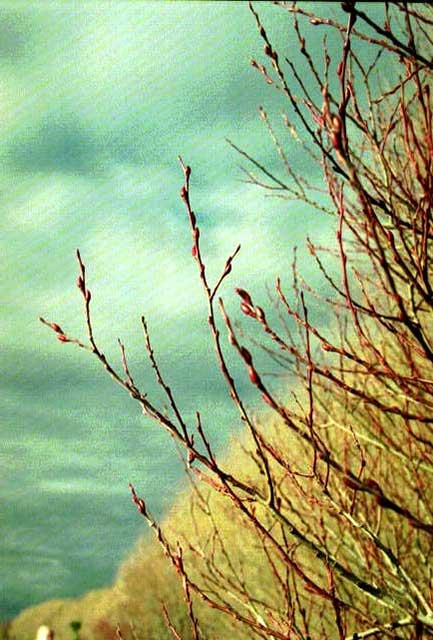 Salix x reichardtii flower buds