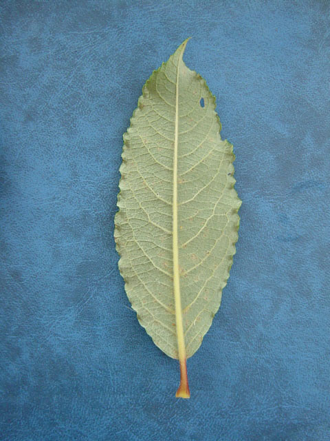 Salix x reichardtii lower leaf surface