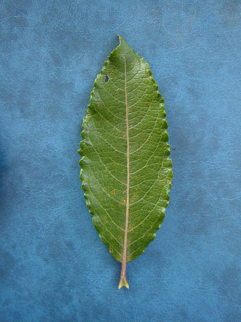 Salix x reichardtii upper leaf surface