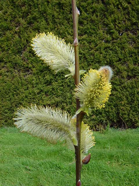 Salix x reichardtii male flowers