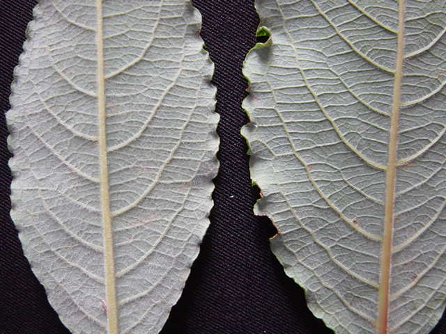 Salix x reichardtii lower surfaces of young and old leaves