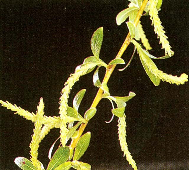 Salix x rubens male and female catkins