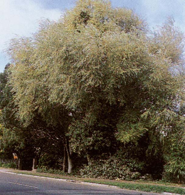 Salix x rubens tree habit