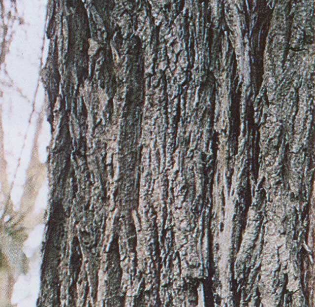 Salix x sepulcralis &#39;Chrysocoma&#39; bark