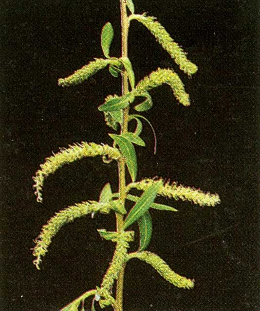 Salix x sepulcralis &#39;Chrysocoma&#39; catkins