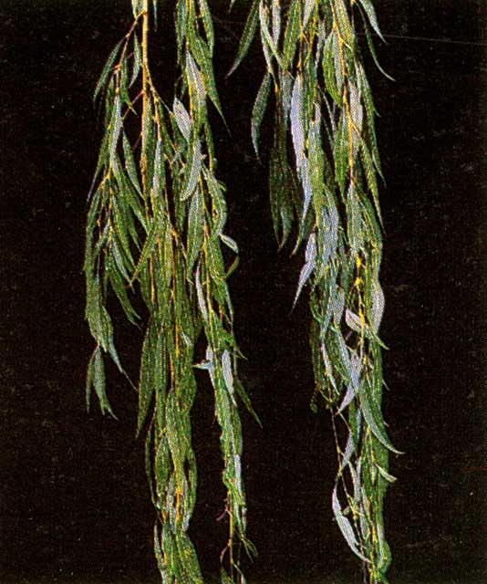Salix x sepulcralis &#39;Chrysocoma&#39; shoots