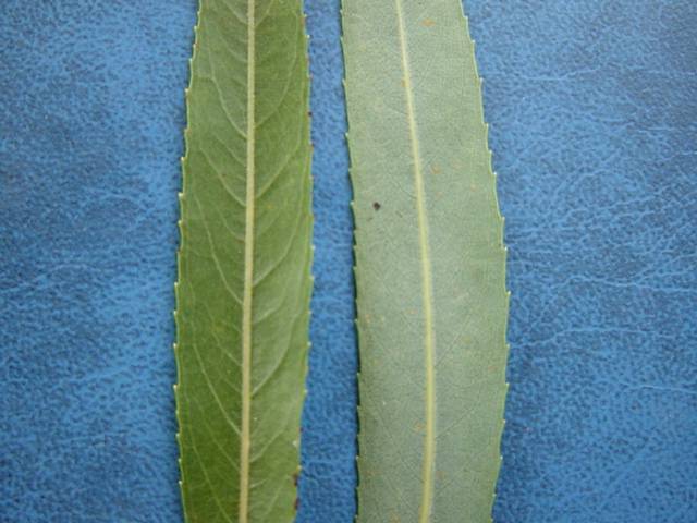 Upper (left) and lower (right) leaf surfaces showing green and glaucous (bluish or whitish green) colours retrospectively